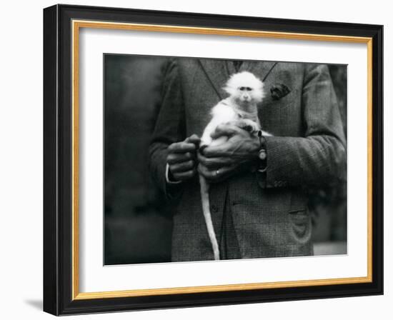 An Albino Old World Monkey, Genus Ceropithecus, Being Held at London Zoo, July 1922-Frederick William Bond-Framed Photographic Print