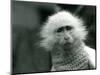 An Albino Old World Monkey, Genus Ceropithecus, Wearing a Sweater at London Zoo in July 1922 (B/W P-Frederick William Bond-Mounted Giclee Print