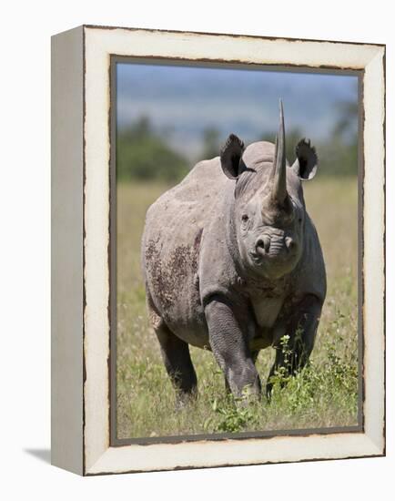An Alert Black Rhino; Mweiga, Solio, Kenya-Nigel Pavitt-Framed Premier Image Canvas