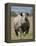 An Alert Black Rhino; Mweiga, Solio, Kenya-Nigel Pavitt-Framed Premier Image Canvas