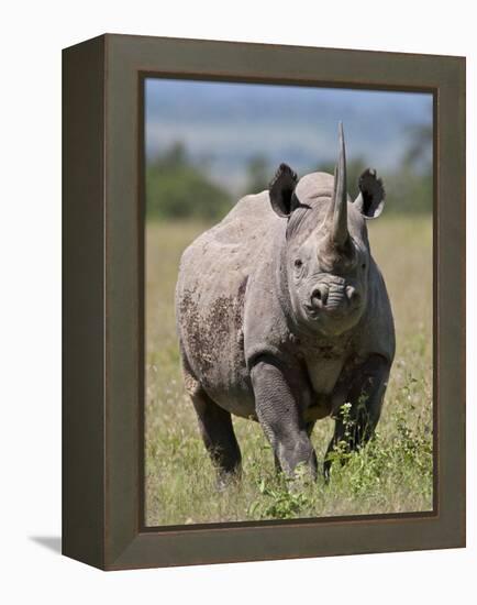 An Alert Black Rhino; Mweiga, Solio, Kenya-Nigel Pavitt-Framed Premier Image Canvas