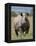 An Alert Black Rhino; Mweiga, Solio, Kenya-Nigel Pavitt-Framed Premier Image Canvas