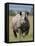 An Alert Black Rhino; Mweiga, Solio, Kenya-Nigel Pavitt-Framed Premier Image Canvas