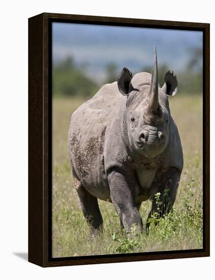 An Alert Black Rhino; Mweiga, Solio, Kenya-Nigel Pavitt-Framed Premier Image Canvas