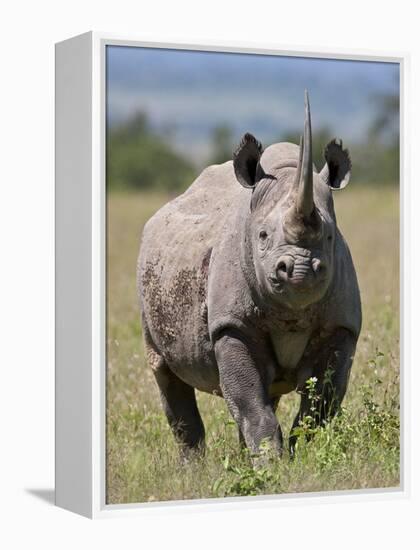 An Alert Black Rhino; Mweiga, Solio, Kenya-Nigel Pavitt-Framed Premier Image Canvas