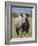 An Alert Black Rhino; Mweiga, Solio, Kenya-Nigel Pavitt-Framed Photographic Print