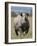 An Alert Black Rhino; Mweiga, Solio, Kenya-Nigel Pavitt-Framed Photographic Print