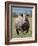 An Alert Black Rhino; Mweiga, Solio, Kenya-Nigel Pavitt-Framed Photographic Print