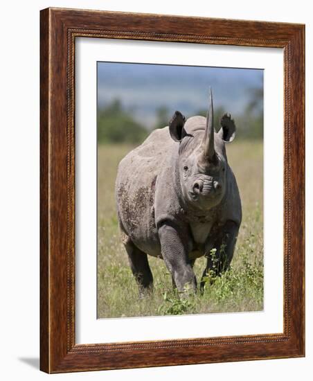 An Alert Black Rhino; Mweiga, Solio, Kenya-Nigel Pavitt-Framed Photographic Print