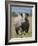 An Alert Black Rhino; Mweiga, Solio, Kenya-Nigel Pavitt-Framed Photographic Print