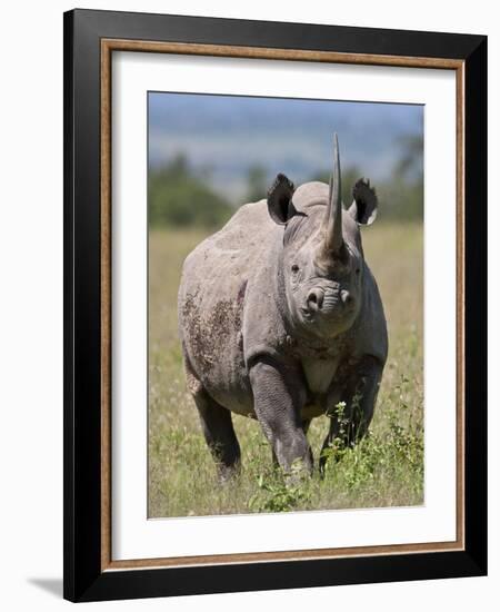 An Alert Black Rhino; Mweiga, Solio, Kenya-Nigel Pavitt-Framed Photographic Print