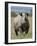 An Alert Black Rhino; Mweiga, Solio, Kenya-Nigel Pavitt-Framed Photographic Print