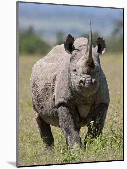 An Alert Black Rhino; Mweiga, Solio, Kenya-Nigel Pavitt-Mounted Photographic Print