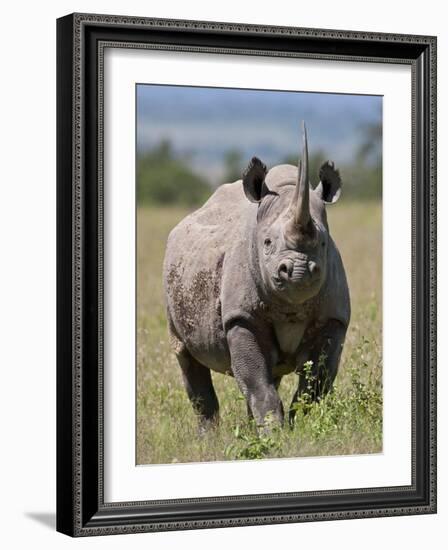 An Alert Black Rhino; Mweiga, Solio, Kenya-Nigel Pavitt-Framed Photographic Print