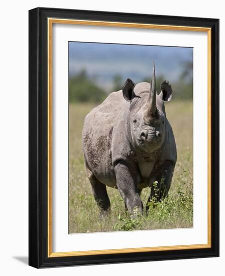 An Alert Black Rhino; Mweiga, Solio, Kenya-Nigel Pavitt-Framed Photographic Print