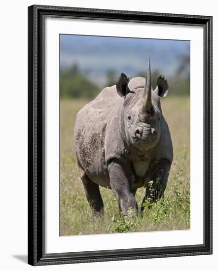 An Alert Black Rhino; Mweiga, Solio, Kenya-Nigel Pavitt-Framed Photographic Print