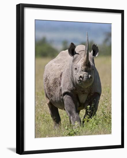 An Alert Black Rhino; Mweiga, Solio, Kenya-Nigel Pavitt-Framed Photographic Print