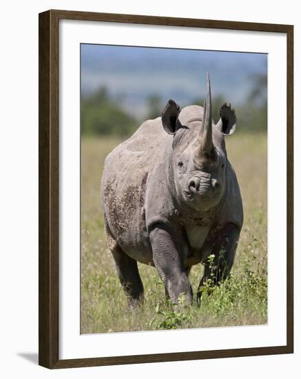 An Alert Black Rhino; Mweiga, Solio, Kenya-Nigel Pavitt-Framed Photographic Print