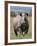 An Alert Black Rhino; Mweiga, Solio, Kenya-Nigel Pavitt-Framed Photographic Print