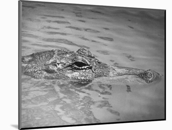 An Alligator Peers Above the Backwaters of Lafitte, Miss.-null-Mounted Photographic Print