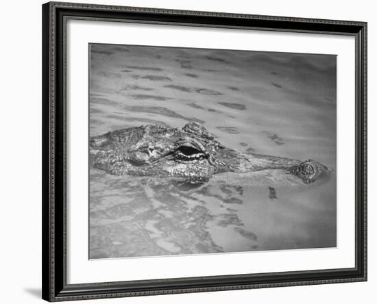 An Alligator Peers Above the Backwaters of Lafitte, Miss.-null-Framed Photographic Print