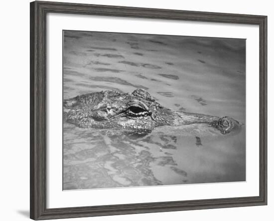 An Alligator Peers Above the Backwaters of Lafitte, Miss.-null-Framed Photographic Print