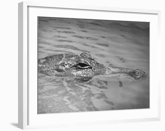 An Alligator Peers Above the Backwaters of Lafitte, Miss.-null-Framed Photographic Print