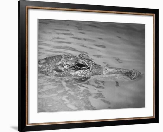 An Alligator Peers Above the Backwaters of Lafitte, Miss.-null-Framed Photographic Print