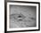 An Alligator Peers Above the Backwaters of Lafitte, Miss.-null-Framed Photographic Print