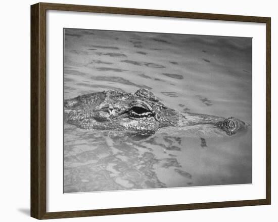 An Alligator Peers Above the Backwaters of Lafitte, Miss.-null-Framed Photographic Print