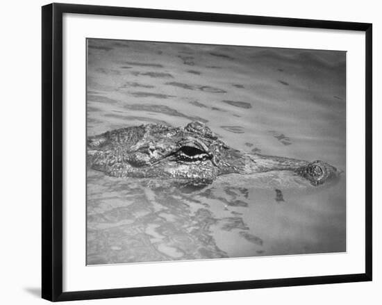 An Alligator Peers Above the Backwaters of Lafitte, Miss.-null-Framed Photographic Print