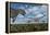 An Allosaurus Dinosaur Stalking a Herd of Diplodocus Dinosaurs-null-Framed Stretched Canvas