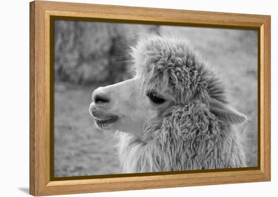 An Alpaca-meunierd-Framed Premier Image Canvas