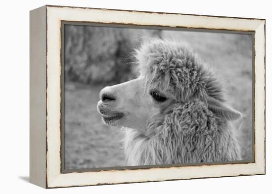 An Alpaca-meunierd-Framed Premier Image Canvas