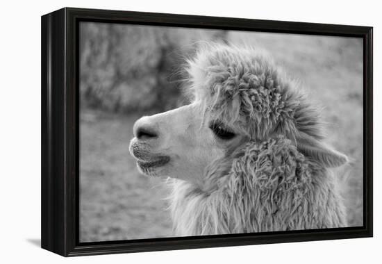 An Alpaca-meunierd-Framed Premier Image Canvas