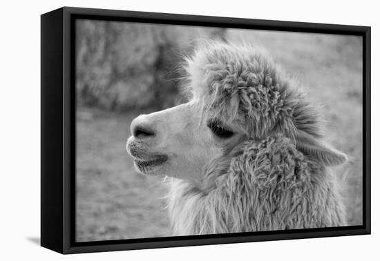 An Alpaca-meunierd-Framed Premier Image Canvas
