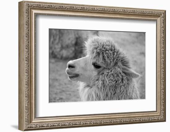 An Alpaca-meunierd-Framed Photographic Print