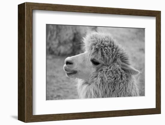 An Alpaca-meunierd-Framed Photographic Print