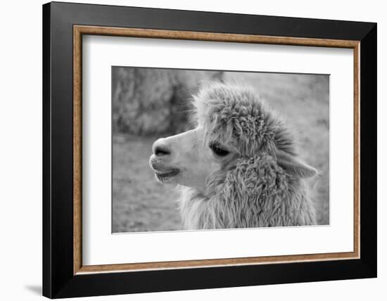 An Alpaca-meunierd-Framed Photographic Print