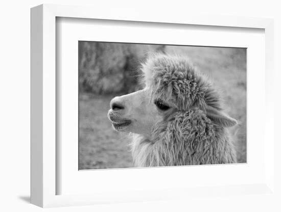 An Alpaca-meunierd-Framed Photographic Print