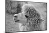 An Alpaca-meunierd-Mounted Photographic Print