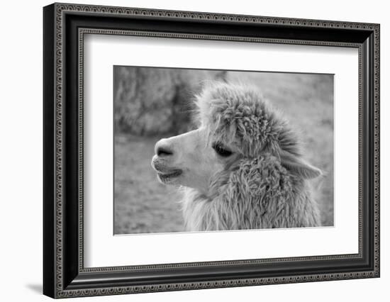 An Alpaca-meunierd-Framed Photographic Print