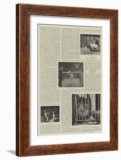 An Amateur Photographer at the Zoo-null-Framed Giclee Print