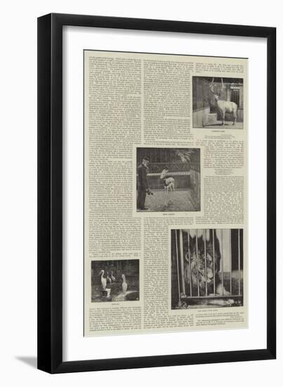 An Amateur Photographer at the Zoo-null-Framed Giclee Print