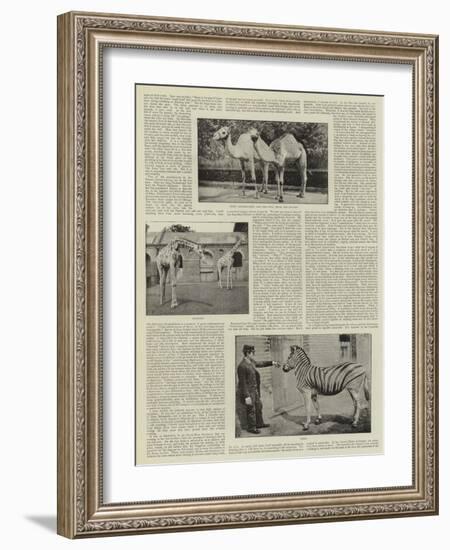 An Amateur Photographer at the Zoo-null-Framed Giclee Print