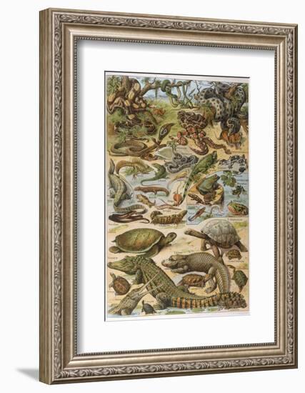 An Amazing Illustration Covering the Whole Range of Reptilian Species from Snakes to Newts-null-Framed Photographic Print