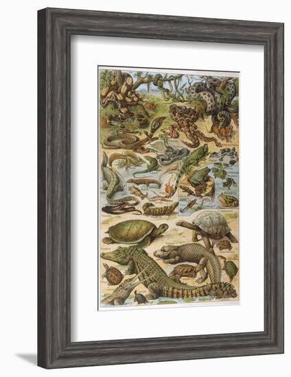 An Amazing Illustration Covering the Whole Range of Reptilian Species from Snakes to Newts-null-Framed Photographic Print