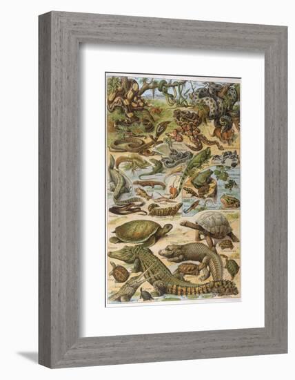 An Amazing Illustration Covering the Whole Range of Reptilian Species from Snakes to Newts-null-Framed Photographic Print