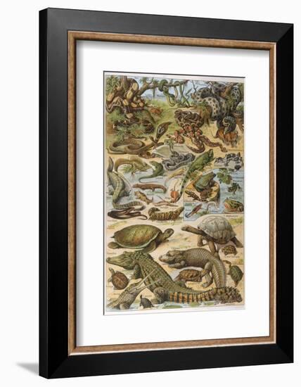 An Amazing Illustration Covering the Whole Range of Reptilian Species from Snakes to Newts-null-Framed Photographic Print