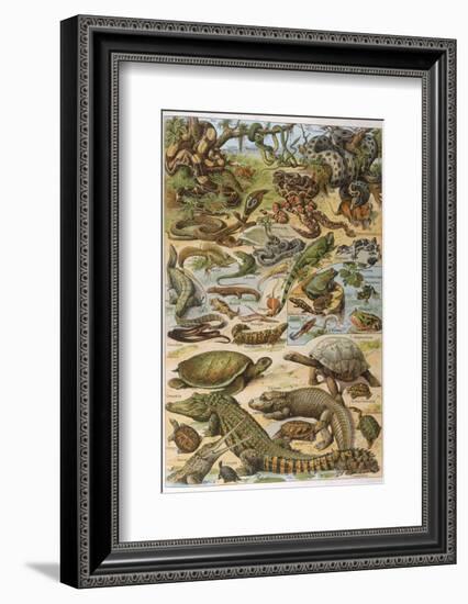 An Amazing Illustration Covering the Whole Range of Reptilian Species from Snakes to Newts-null-Framed Photographic Print